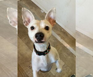 Rat-Cha Dogs for adoption in San Diego, CA, USA