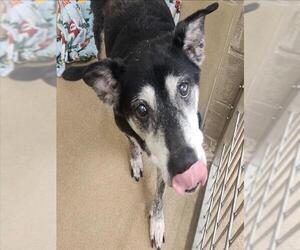 Labrador Retriever-Unknown Mix Dogs for adoption in Decatur, IL, USA