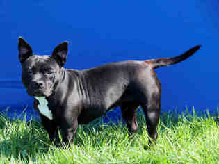 Medium Photo #1 American Pit Bull Terrier Puppy For Sale in Fairfield, CA, USA