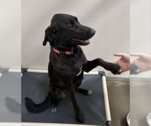 Labrador Retriever-Retriever  Mix Dogs for adoption in Bridgewater, NJ, USA