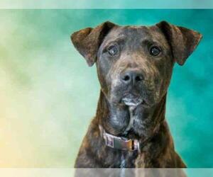 Shepradors Dogs for adoption in Norfolk, VA, USA