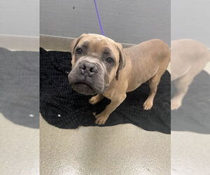 Mutt Dogs for adoption in Las Vegas, NV, USA