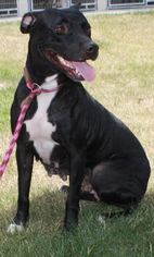 American Pit Bull Terrier-Unknown Mix Dogs for adoption in Graniteville, SC, USA