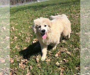 Great Pyrenees Dogs for adoption in Aurora, IN, USA