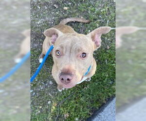 American Pit Bull Terrier Dogs for adoption in Salinas, CA, USA