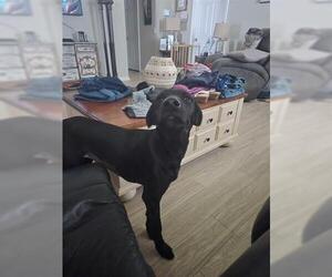 Labrador Retriever-Unknown Mix Dogs for adoption in Orlando, FL, USA
