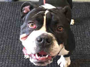 Bulldog Dogs for adoption in Missoula, MT, USA