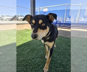 Australian Kelpie-Unknown Mix Dogs for adoption in HESPERIA, CA, USA