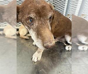 Chihuahua Dogs for adoption in Bakersfield, CA, USA