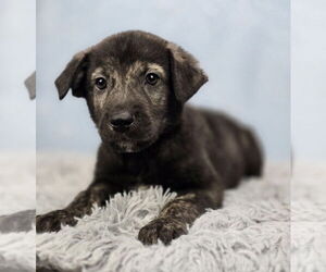 Anatolian Shepherd-Labrador Retriever Mix Dogs for adoption in Lakewood, CO, USA