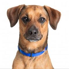 Medium Photo #1 Beagle Puppy For Sale in Tempe, AZ, USA