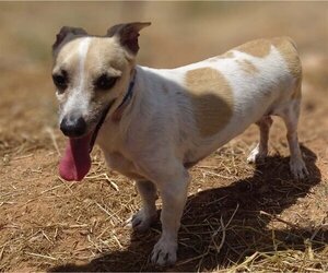 Chiweenie Dogs for adoption in Cottonwood, AZ, USA