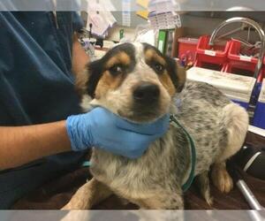 Mutt Dogs for adoption in Riverside, CA, USA