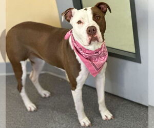 American Pit Bull Terrier Dogs for adoption in Low Moor, VA, USA