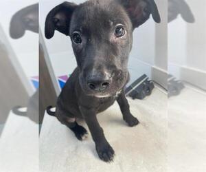 Shepradors Dogs for adoption in Baytown, TX, USA