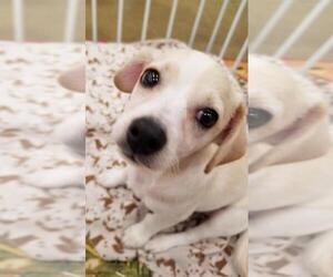 Dachshund-Unknown Mix Dogs for adoption in Tucson, AZ, USA