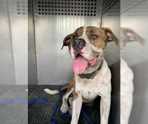 American Pit Bull Terrier-Unknown Mix Dogs for adoption in Corpus Christi, TX, USA
