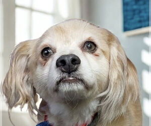 Cocker Spaniel-Colonial Cocker Spaniel Mix Dogs for adoption in San Diego, CA, USA