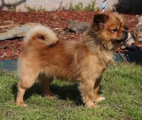 Pomeranian Dogs for adoption in Little Rock, AR, USA