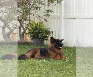 German Shepherd Dog Dogs for adoption in Plantation, FL, USA