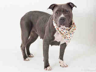 American Staffordshire Terrier Dogs for adoption in San Andreas, CA, USA