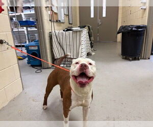 American Pit Bull Terrier-Unknown Mix Dogs for adoption in Sanford, FL, USA