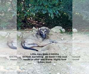 Anatolian Shepherd-Unknown Mix Dogs for adoption in Aurora, IN, USA