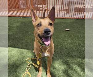 Labrador Retriever-Unknown Mix Dogs for adoption in Las Vegas, NV, USA