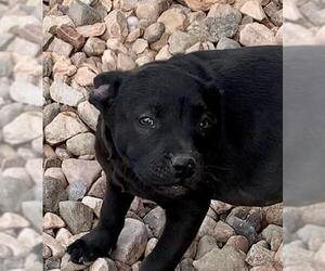 Labrador Retriever Dogs for adoption in Cottonwood, AZ, USA