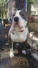 American Pit Bull Terrier Dogs for adoption in Lake Arrowhead, CA, USA