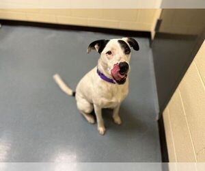 Borador Dogs for adoption in Denver, CO, USA