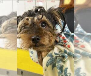 Shih Tzu-Unknown Mix Dogs for adoption in Forestville, MD, USA