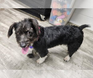 Mutt Dogs for adoption in Ellijay, GA, USA