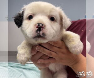 Australian Shepherd-Collie Mix Dogs for adoption in Washington, DC, USA