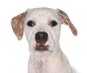 Boxador Dogs for adoption in Oakland Park, FL, USA