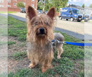 Mutt Dogs for adoption in Boston, MA, USA