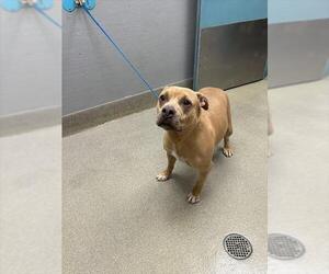 American Pit Bull Terrier-Unknown Mix Dogs for adoption in Las Vegas, NV, USA