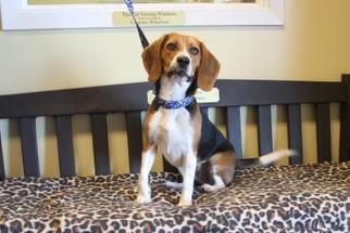 Medium Photo #1 Beagle Puppy For Sale in Winchester, TN, USA
