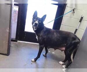 Siberian Husky-Unknown Mix Dogs for adoption in Tulsa, OK, USA