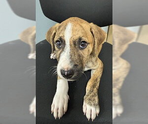 Bullboxer Pit Dogs for adoption in Corpus Christi, TX, USA