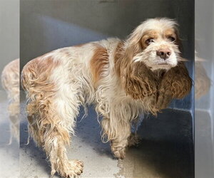 Cocker Spaniel Dogs for adoption in San Bernardino, CA, USA