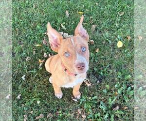 Boxer-Huskies  Mix Dogs for adoption in Sheboygan, WI, USA