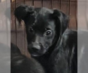 Border Collie-Unknown Mix Dogs for adoption in Aurora, IN, USA