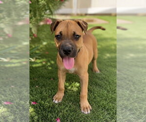 Boxer-Unknown Mix Dogs for adoption in Royal Palm Beach, FL, USA