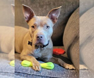 American Pit Bull Terrier-Unknown Mix Dogs for adoption in Lexington Park, MD, USA