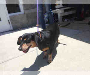 Dachshund Dogs for adoption in Long Beach, CA, USA