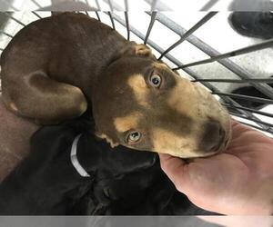 Labrador Retriever Dogs for adoption in Conroe, TX, USA