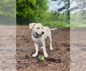 Labrador Retriever-Unknown Mix Dogs for adoption in Brewster, NY, USA