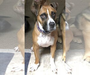 Boxer-Unknown Mix Dogs for adoption in Rockaway, NJ, USA