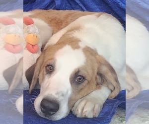 Australian Shepherd-Saint Bernard Mix Dogs for adoption in Cuba, NY, USA